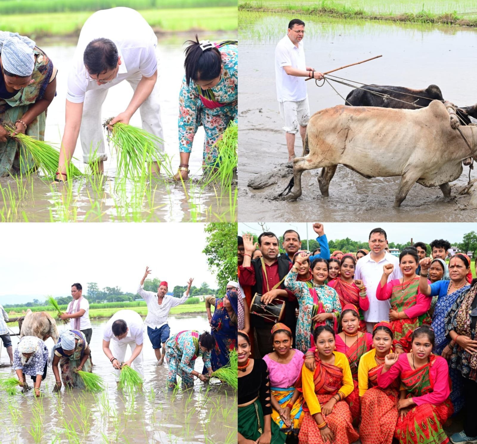 सीएम धामी ने खटीमा में की धान रोपाई, किसानों के श्रम को किया नमन