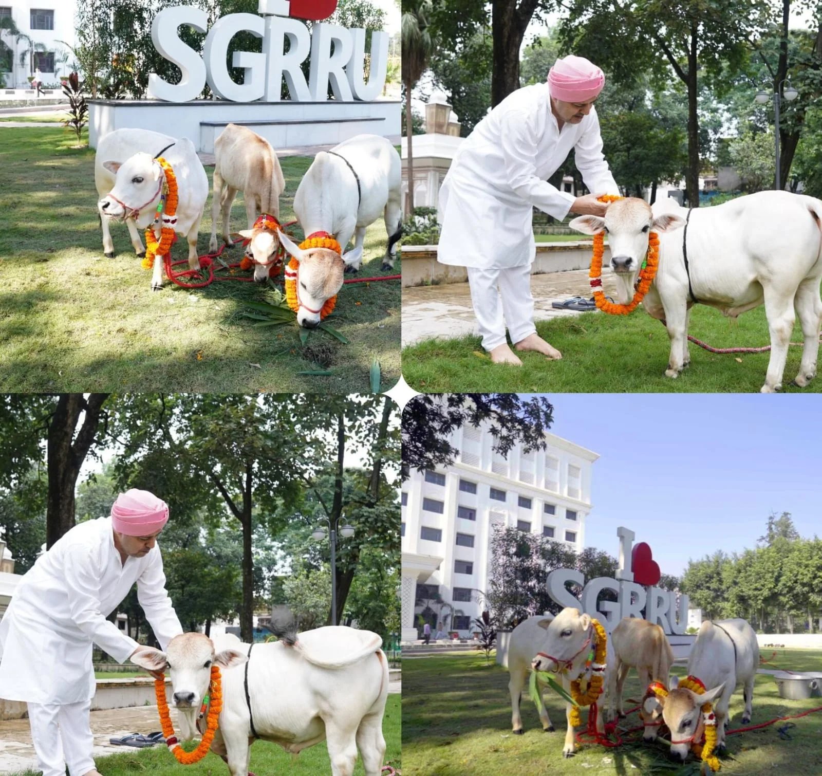 श्री गुरु राम राय विश्वविद्यालय में पहुंची दुनिया की सबसे छोटी नस्ल की नैनो गाय